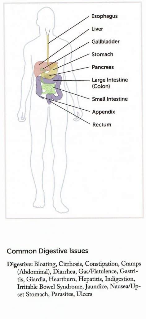 Sistemul digestiv, cum funcționează digestia, cum acționează uleiurile esențiale pentru o digestie puternică, mentă, fenicul, ZenGest